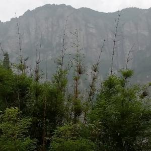 雾莞头像
