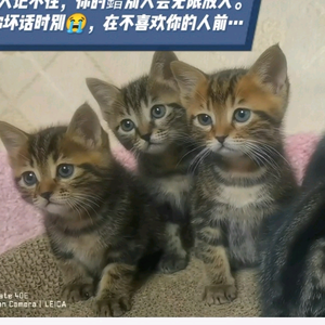 小猫咪COCO头像