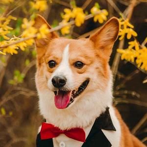 刹那依然依旧头像