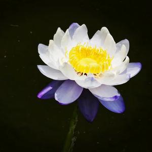 犹如虚空178613107头像
