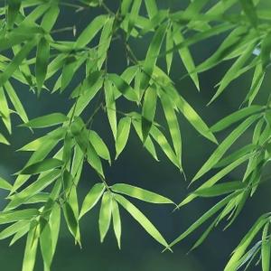 花生可可爱爱头像