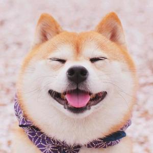 讷信4Q2r头像