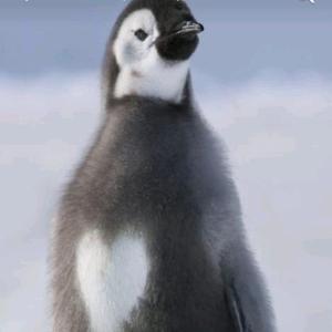 企鹅头像