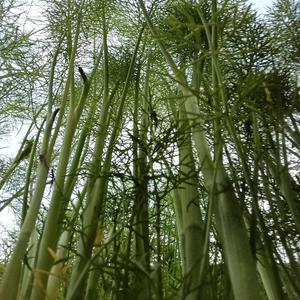 短剧连播(广交天下友)头像