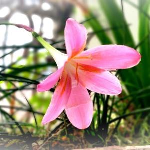 大风江之子头像