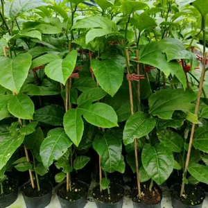 广西广富百香果苗基地头像
