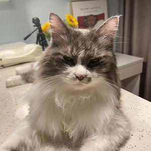 技盲猿Tips头像
