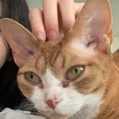 步聋子头像