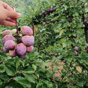 泰安开发区中泰苗圃头像