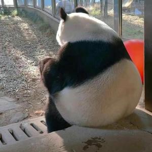 番茄107774658177头像