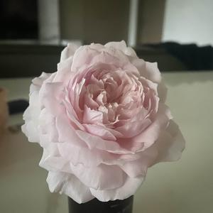 风车茉莉头像